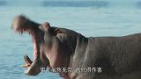 一只河马拉肚子,父子俩倒了八辈子霉!镜头拍下搞笑瞬间