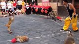 猴子就是这么牛。