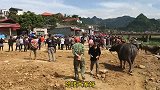 越南卖斗水牛的集市，这里的水牛太大了，看价格会不会便宜