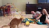 小猫正在床上休息，主人用恶搞玩具吓跑了小猫，真是太坏了！
