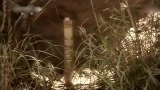 实拍眼镜王蛇猎杀蝰蛇精彩瞬间，残酷的同类相杀！