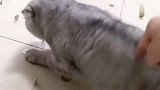 猫咪团子果然不走寻常路，主人测试它的躲避能力，结果气哭了