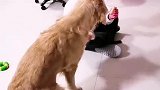 狗狗：我控制不住我的尾巴了