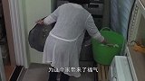 野鸭子飞到20多楼，竟孵出一窝鸭宝宝，户主的行为让人暖心