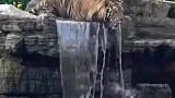 老虎一个屁股坐下来，水流被截断了，遭到下游老虎的抗议