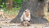 为什么猴妈妈咬痛可爱的宝宝，小猴子都快要被折磨疯了