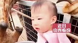 女孩辫子被长颈鹿舔了一下，家长忍不住闻了闻：还行不臭