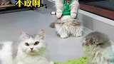 这家庭地位妥妥的