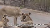 雄狮不在身边，母狮竟与其他狮子约会，结局太好玩了