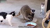 哪里来的小浣熊，偷吃猫粮就算了，临走了还带上点
