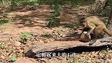 动物园猴子磨尖石头，没想到接下来的一幕，引得游客一阵惊叫！