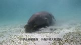 为躲避天敌，它花了3亿年才爬上岸，结果却被人类端上了餐桌