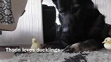 德国牧羊犬改行看小鸭子了，爱意满满