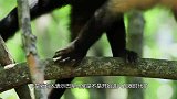 巴拿马的猴类进入石器时代，科学家感到担忧，它们会变新型人类？
