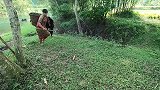 美女与野人偶遇，两人玩抓迷藏，美女跑河里才躲开野人！