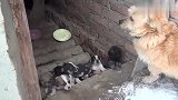狗妈妈来看望它的狗宝宝们，好温馨的一幕