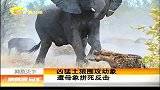 新闻夜总汇-20120411-凶猛土狼围攻幼象.遭母象拼死反击