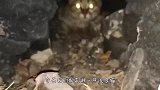凶猛的流浪猫攻击人，被小伙收养半年后，不料变成这种样子！