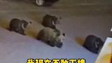 西藏那曲：男子夜遇4头狗熊寻找食物淡定拍视频