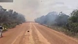 澳洲负鼠鼻子被山火烧秃 救援人员：仿佛是动物的“末日”