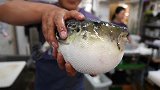 日本人不仅吃饱含剧毒的河豚，就连其精子也不放过？据说十分美味