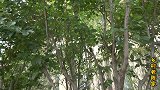 真真和婆婆徒步去妍妍家，顺路买点好吃的，晚上要留宿妍妍家