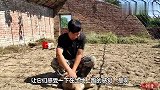 一窝六只秋田犬，第一次来到外面，虽然小寻觅食物的本领是天生的