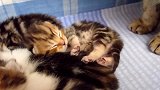 猫妈妈身边的小奶猫，还是妈妈身边安全，这睡着样子真可爱！