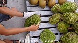 给大家开个榴莲，出肉率还行，就是壳太硬了