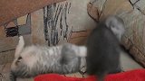 一窝调皮好动的小奶猫占据沙发，萌得让人不忍心驱赶