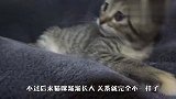 柴犬找猫咪玩耍，不料被暴打了一顿，结局太暖了