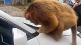 金丝猴犯了错，一副内疚的表情