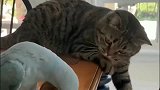 小肥猫：这东西给我玩一下，鹦鹉：滚