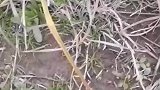 挖野菜，记录农村生活