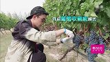 吴磊化身“葡萄王”开启“葡萄收割机”模式，厉害了