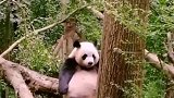 熊猫：忍一步越想越气，退一步越想越亏