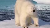 北极冰雪融化，北极熊无家可归，天气变暖北极熊不能适应生存