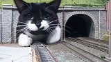 英国：一猫咪探索主人的铁道模型，从隧道钻出可爱炸了