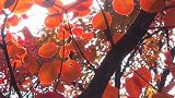 霜染红叶秋意晚，漫山游人万木齐。