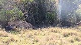 “豹”怒了！胡狼挑衅豹子，豹哥直接将其送上“西天”！