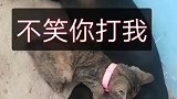 看了个猩猩回来就这样了