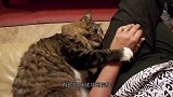主人邀请猫咪下水玩耍，猫咪的举动太萌了，镜头记录温馨画面