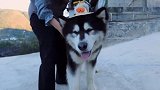 阿拉斯加犬大憨憨却有一个小公举的内心，给它戴上小草帽太萌了！