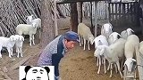 男子清理羊圈，毫无防范，却遭羊发起有预谋攻击
