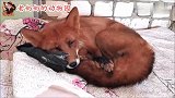 小狐狸今天站不起来了，男主人知道真相后泪目了