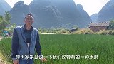 农村这种长在土里面的水果，你有挖过吗？听说比水稻挣钱，见过吗