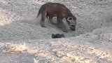 几只鬣狗幼崽在洞口玩耍，长得很像小熊，非常可爱！