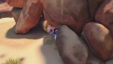 猪猪侠之竞速小英雄：超人强与萌宠共患难，感动了萌宠达达