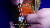 男子给金龙鱼美容一次上万元，收益虽高，但一不留神能倾家荡产