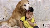 金毛和小孩互相陪伴,金毛伴随小孩慢慢长大,小孩陪金毛慢慢变老